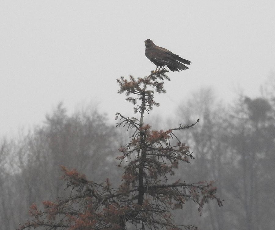 Myszołów na szczycie
