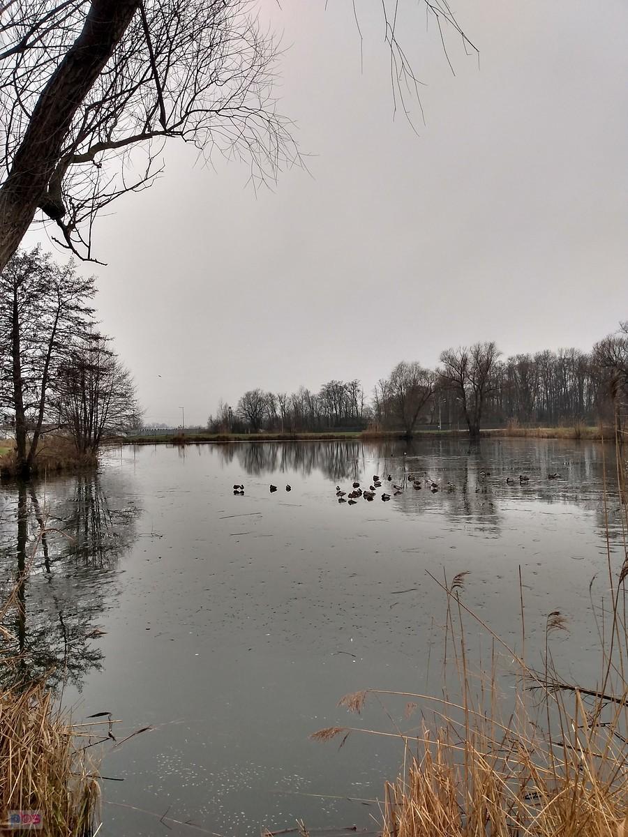 Staw w Zielonkach