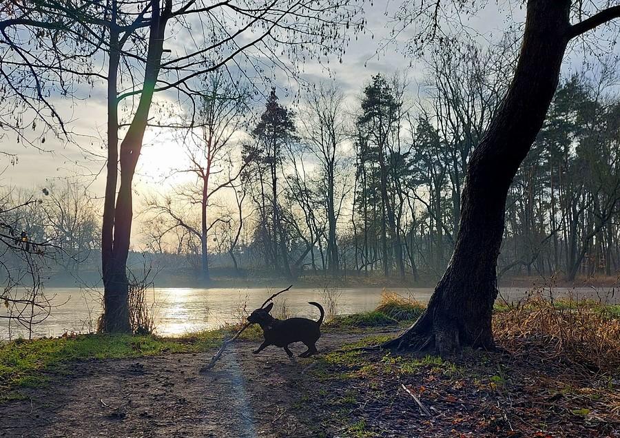Bestia krąży po lesie :)
