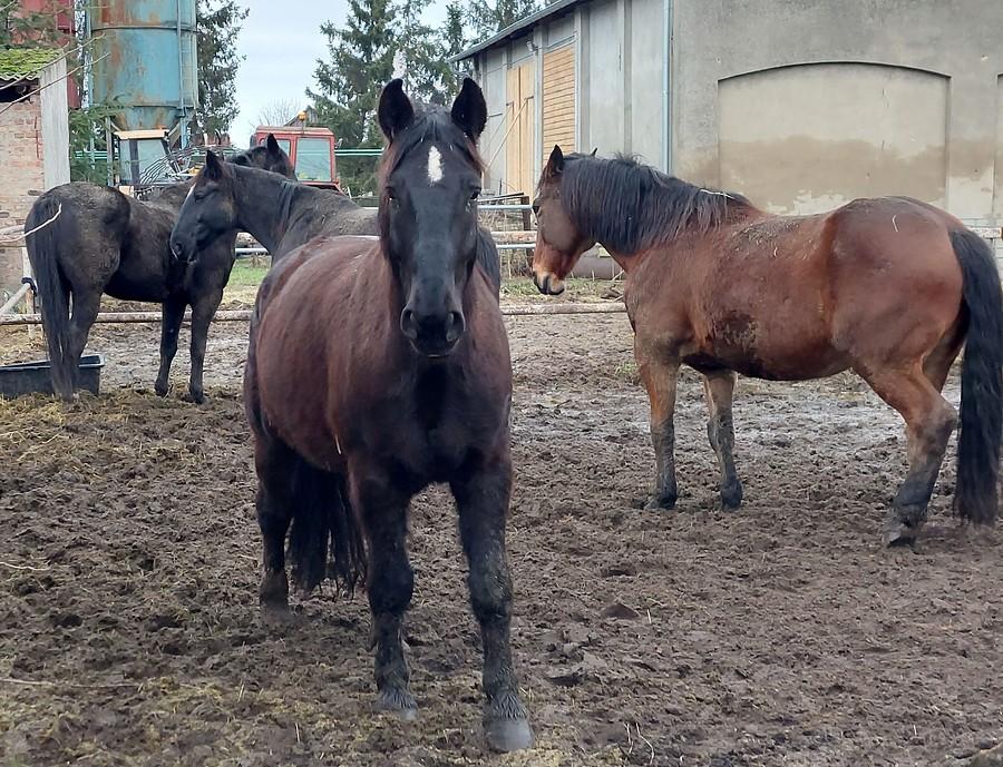 Koniki z Palędzia dzisiaj do mnie podbiegły