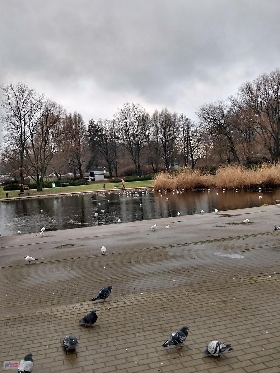 W parku Szymańskiego