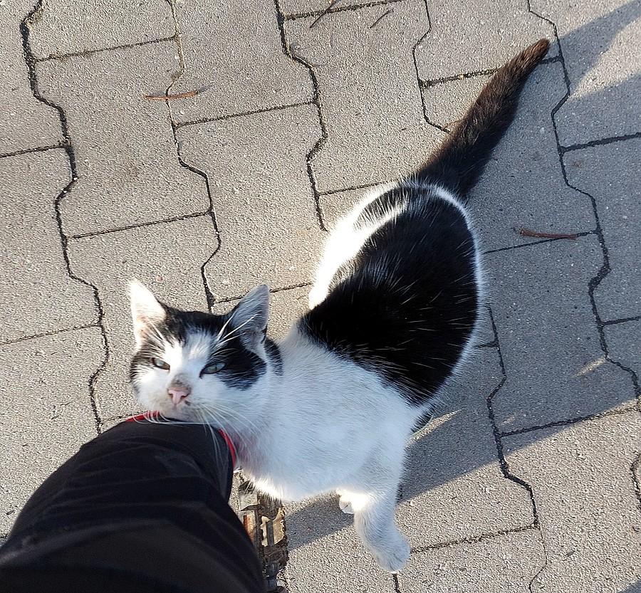 No tak, kotek znów mnie znalazł :)