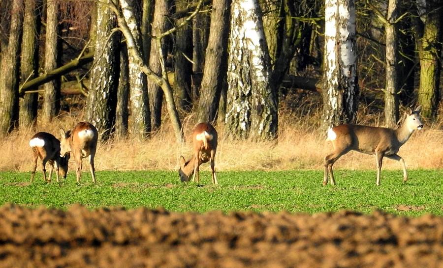 Sarenki do dzisiejszego kompletu przyrodniczego