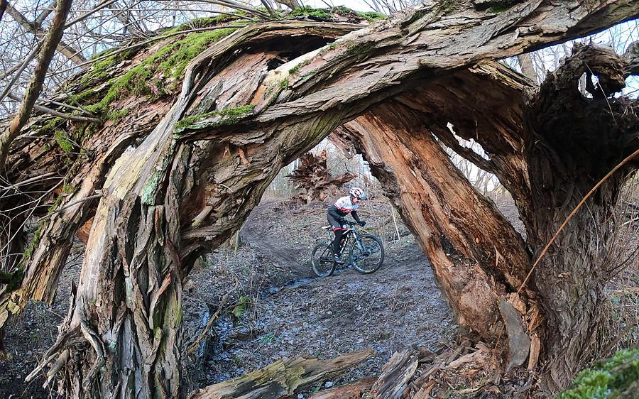 Rowerzysta przejeżdża przez naturalny tunel w drzewie