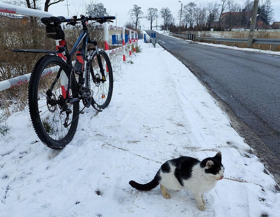Kotek pilnuje roweru