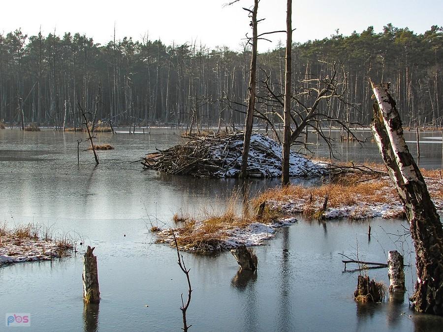Domek bobrów