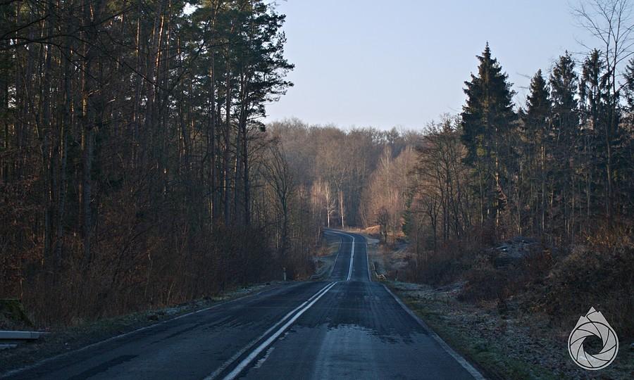 zimne drogi w lasy koło Cedyni
