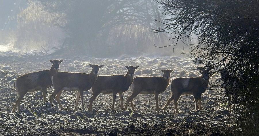 Stadko muflonów chowające się w krzakach