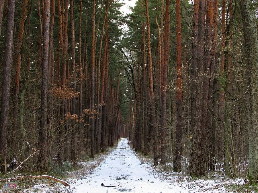 Dukt przez sosnowy las