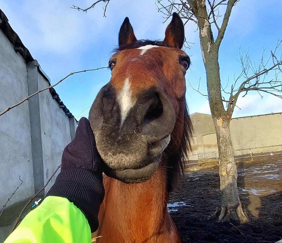 Konik namówiony do głaskania