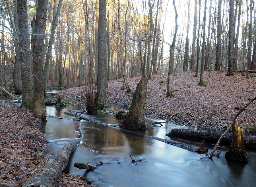 Rzepia, dopływ Ilanki