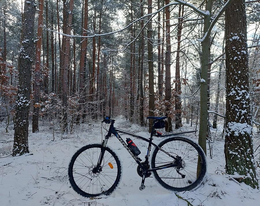 Rowerowe leśne ujęcie
