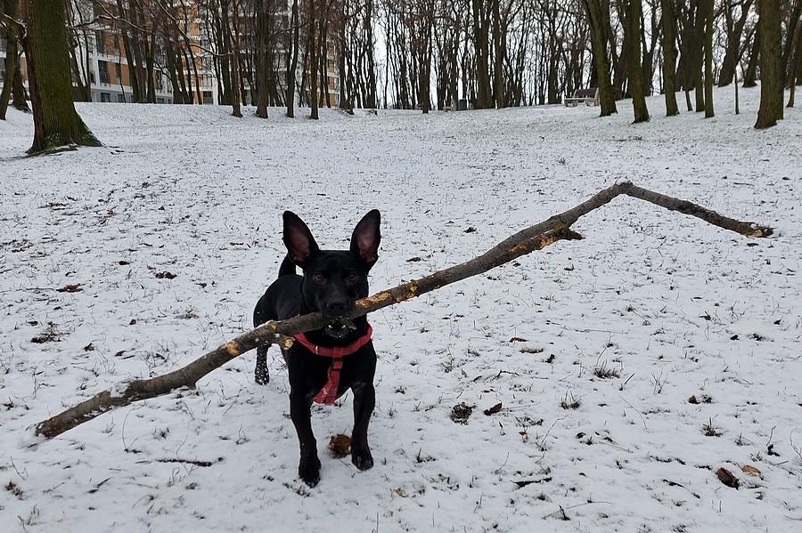 Jest zima, musi być kijek :)