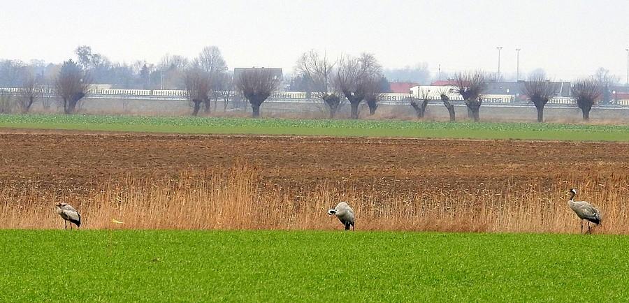 Żurawie w oddali trzy