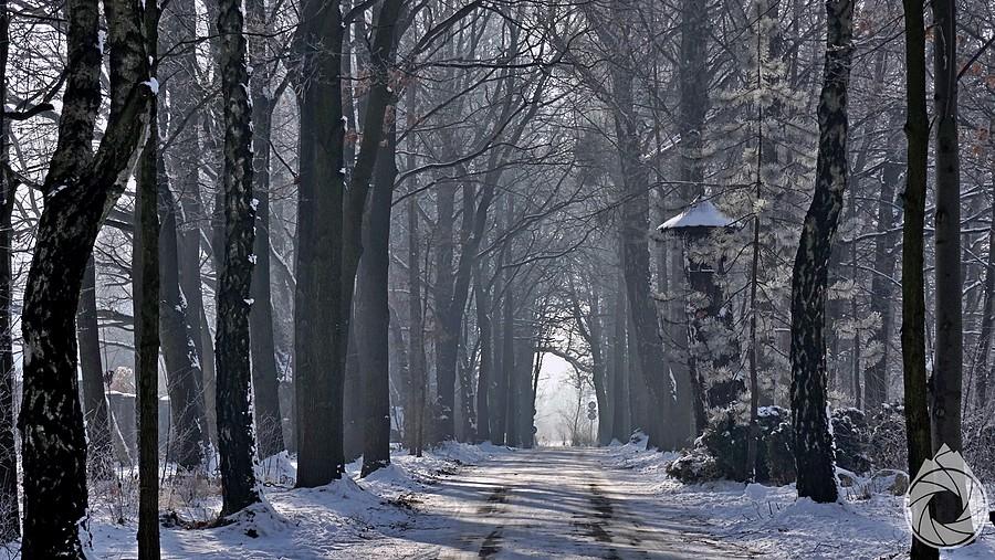 śnieżne alejki koło Pszczyny