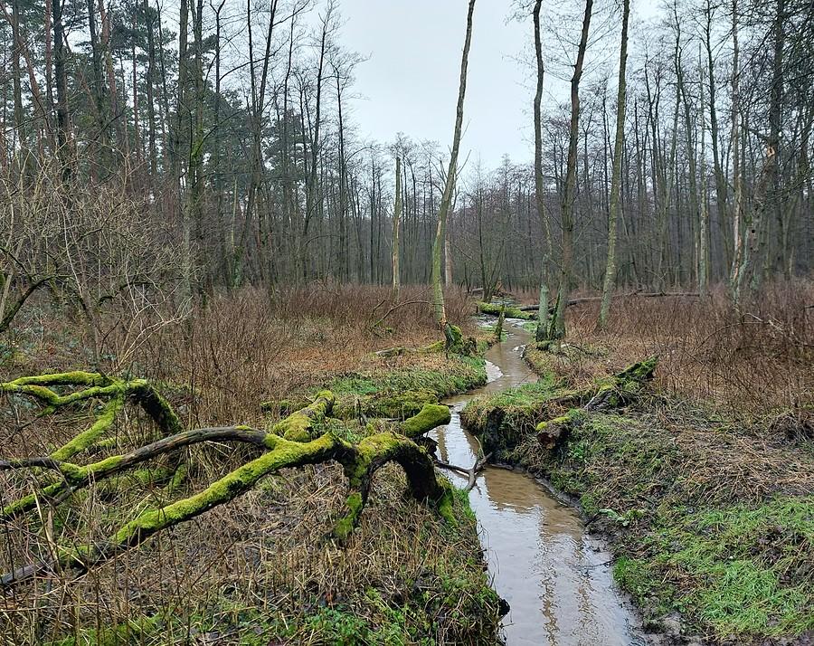 Rzeczka Samica w Lisówkach