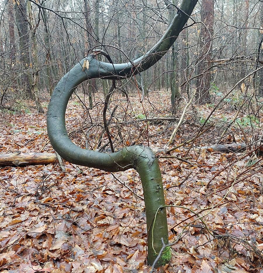 Tańczące drzewko