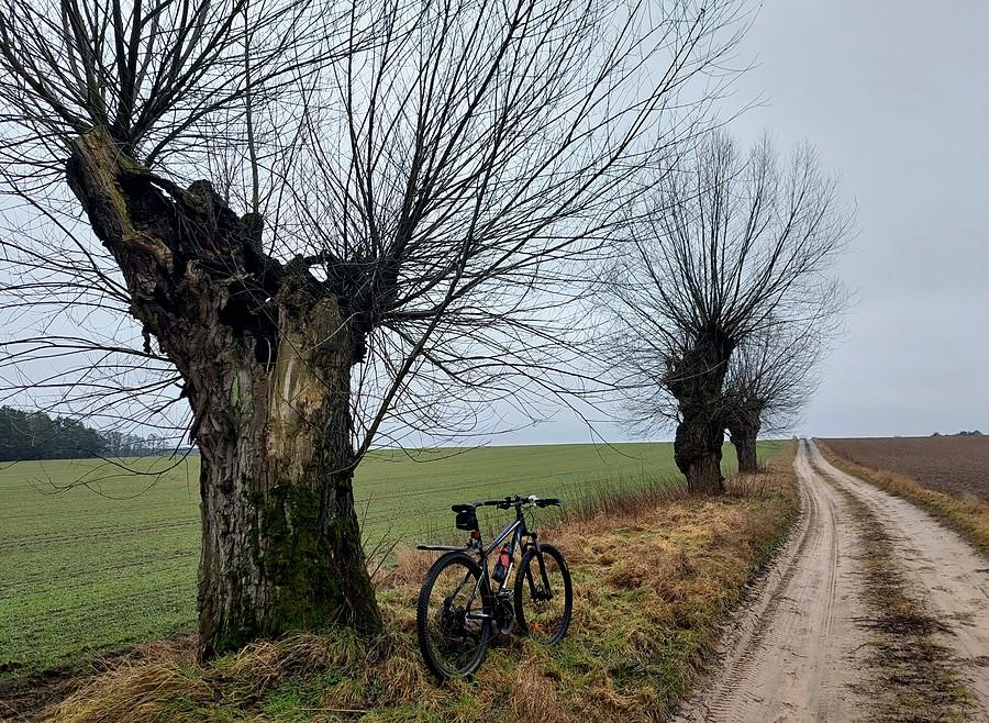 Szlak wzdłuż wierzb w Lisówkach