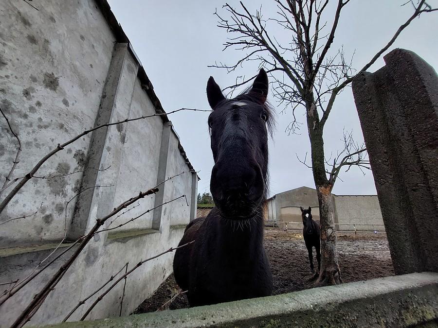 Znajome koniki z Palędzia