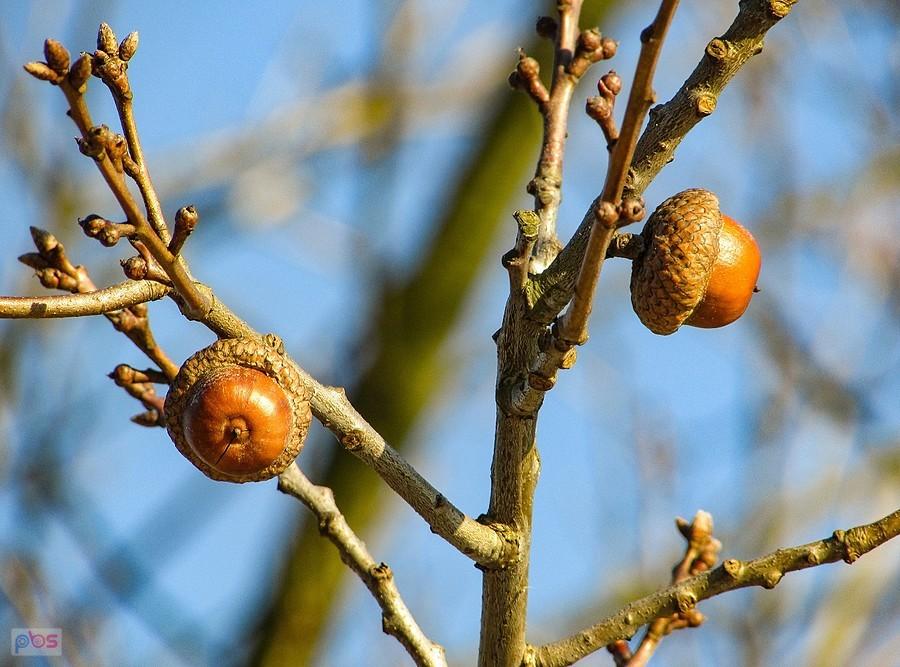 Żołędzie i nowe pączki