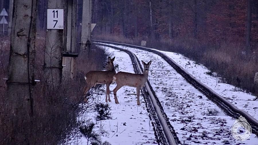 sarenki konsultują ze mną przekroczenie torów
