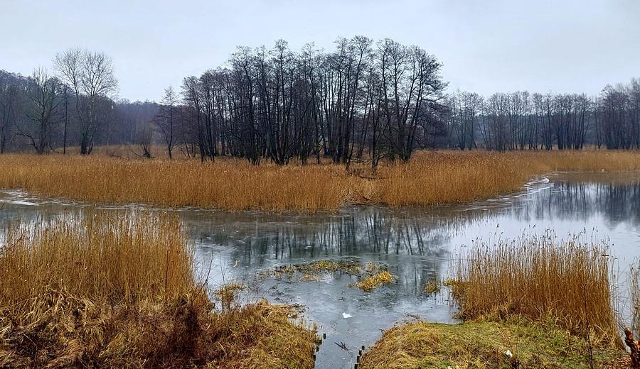 Mokradła w Puszczykowie