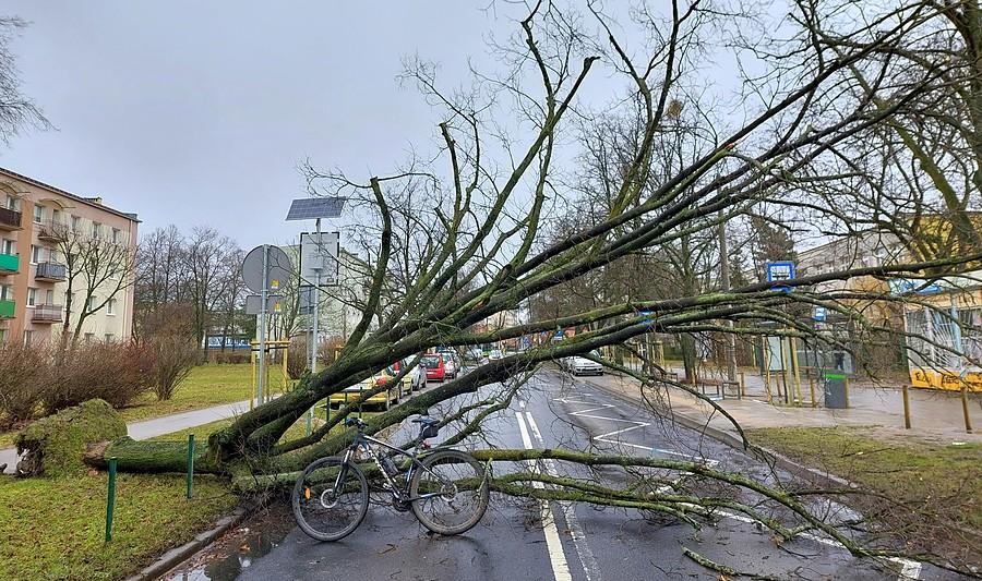 Powalone drzewo na poznańskim Dębcu