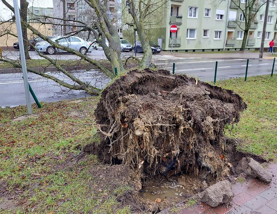 Korzenie powalonego drzewa