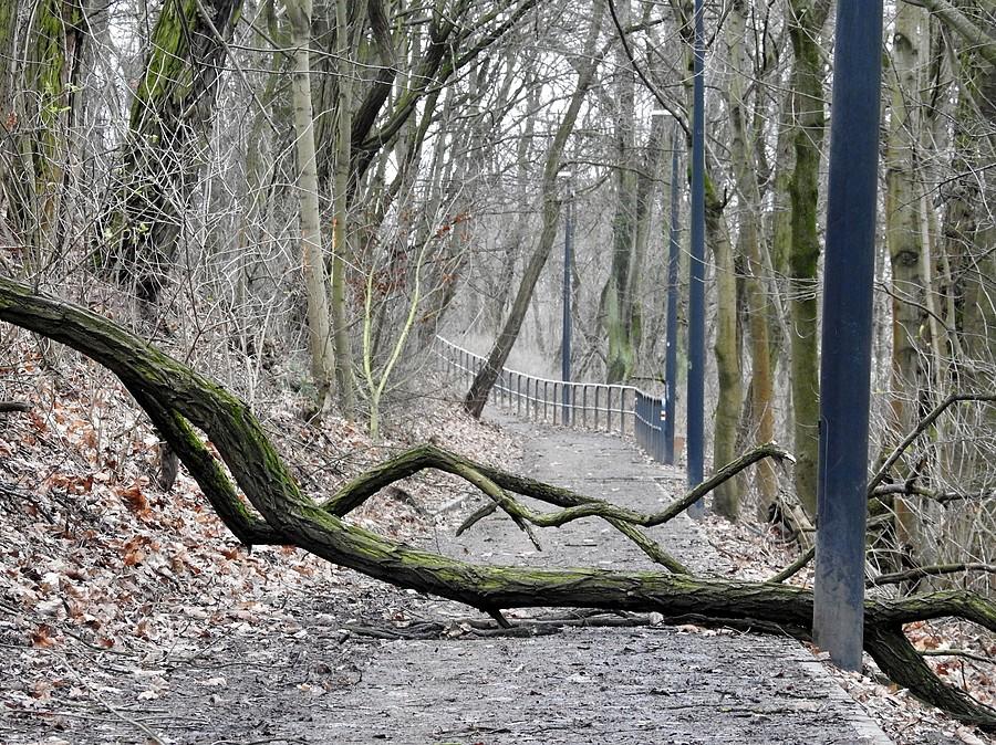 Drzewo stoczone z nasypu na poznańskiej Dębinie