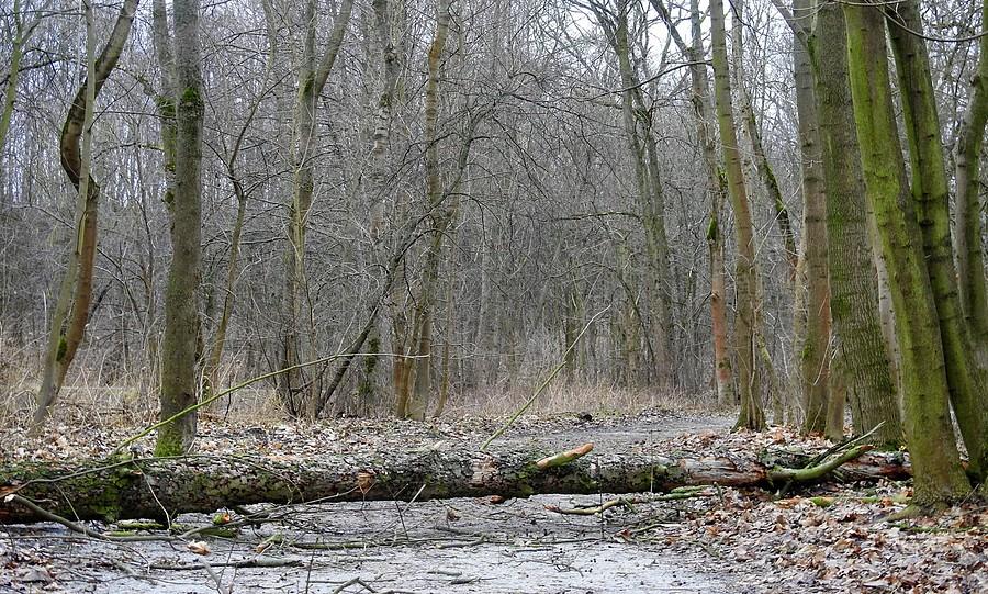 Zablokowana leśna droga