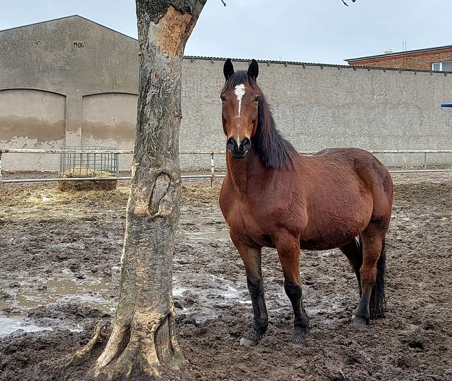 Konik jak zwykle czeka