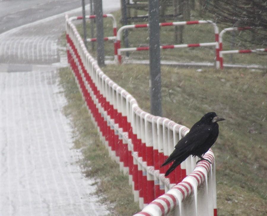 Gawron udaje, że śnieg go nie rusza