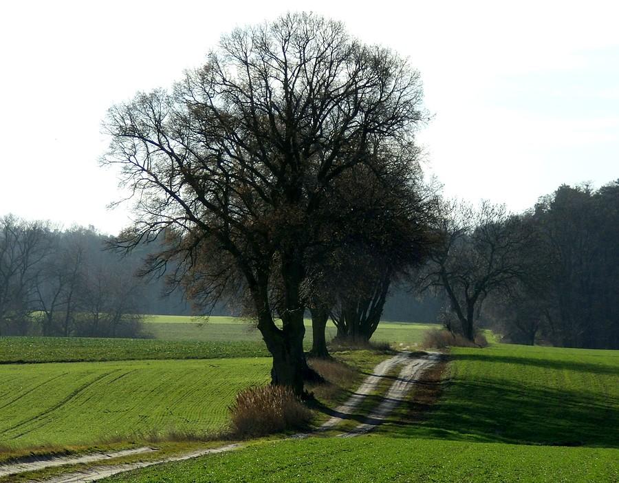 Chwilowa wiosna w Lisówkach