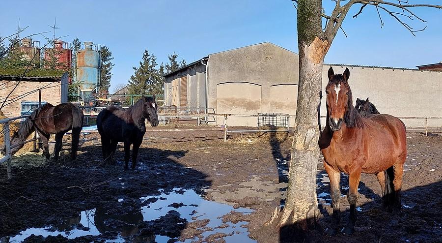 Znajome koniki z Palędzia