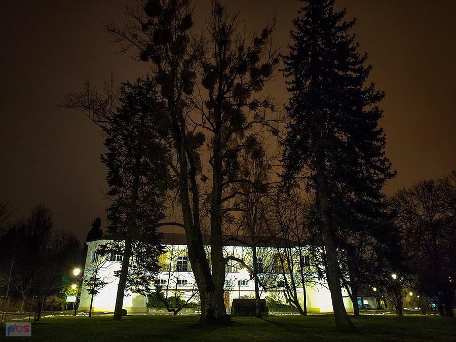 Drzewa przed Aulą Kryształową