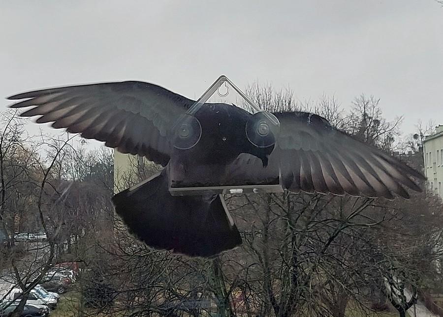 Gołąb staje się coraz bardziej cwany :)