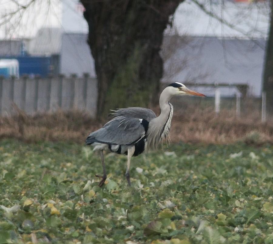 Samotna czapla z Konarzewa