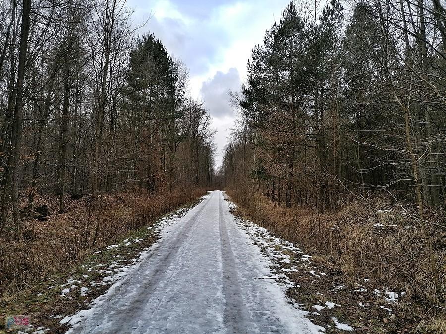 W miechowickich lasach