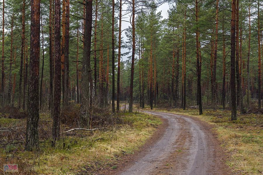 Baranowizna – przysiółek wsi Choroń - droga w kierunku Poraja