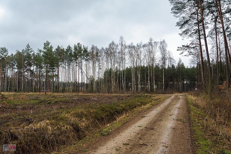 Droga pożarowa Poraj - Częstochowa na wysokości Zawodzia i efekt ostatniej wycinki