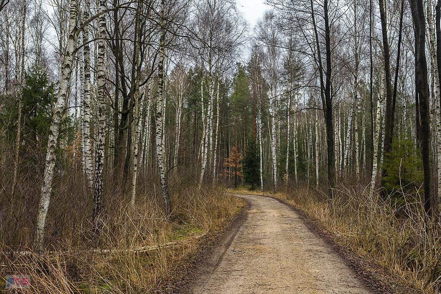 Droga pożarowa Poraj - Częstochowa - część drzew po prawej ma zostać wycięta...