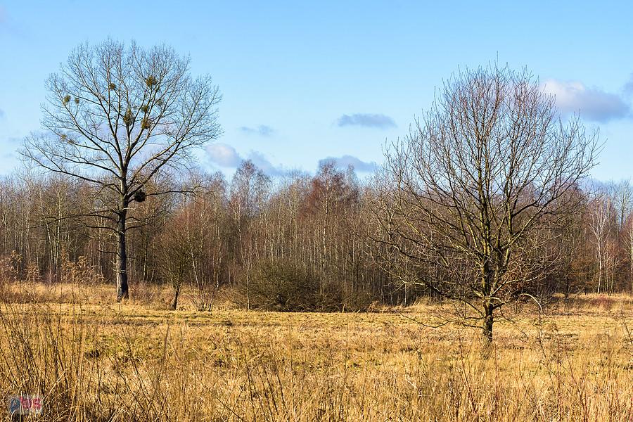 Częstochowa - Błeszno