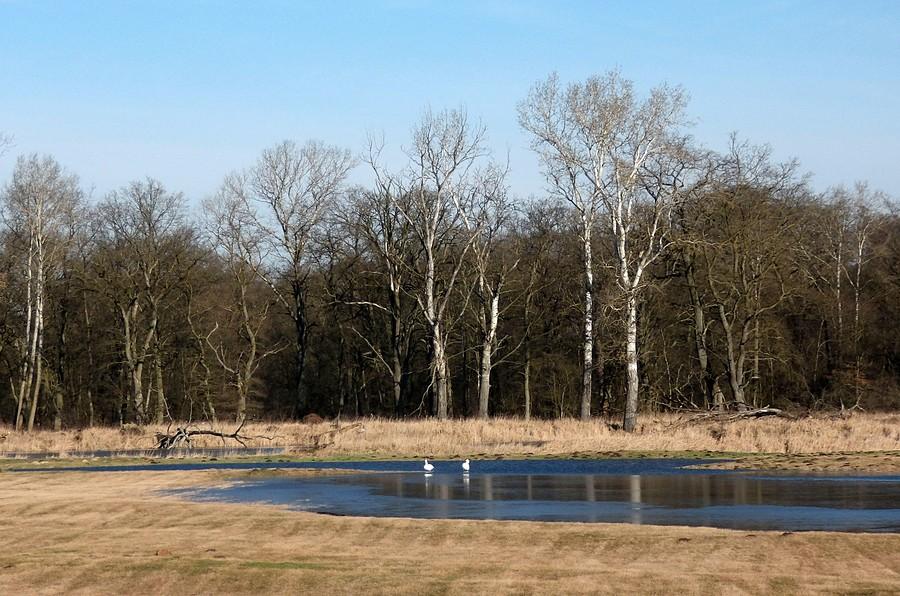 Łabędzie na terenie zalewowym Warty