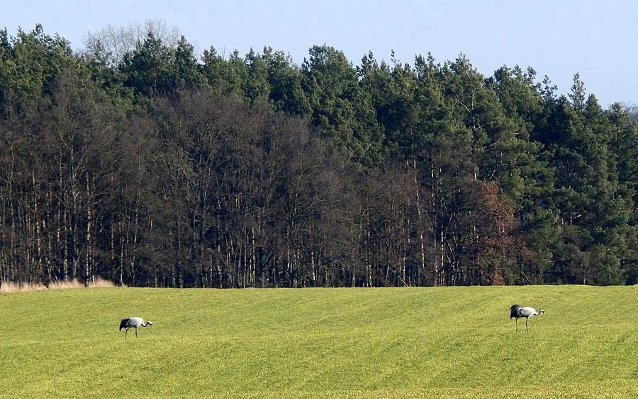 Spacerujące żurawie
