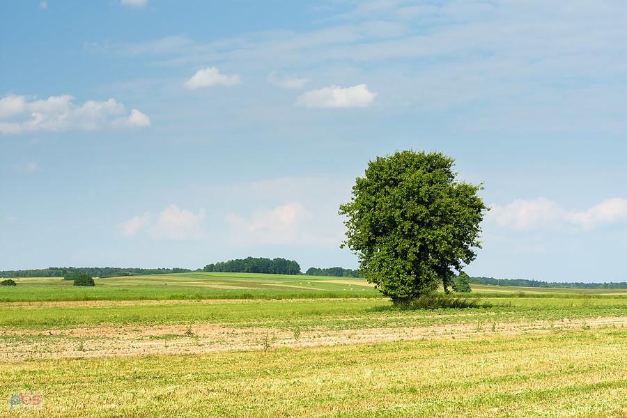 Żelisławice