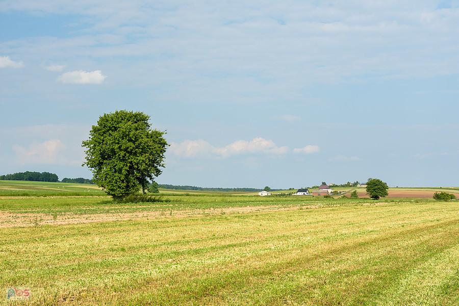 Żelisławice