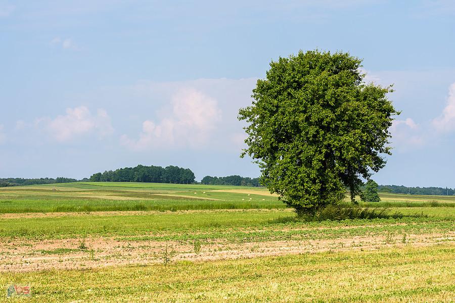 Żelisławice