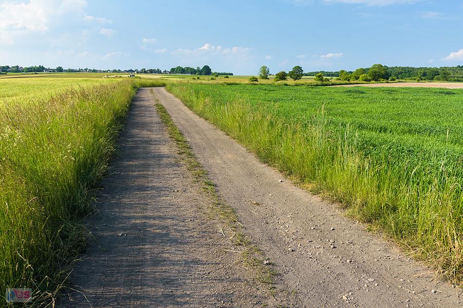 Obok kolonii Dzierżawa - droga w kierunku Starej Huty