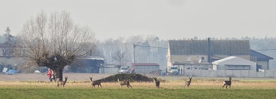 Wiejskie życie saren