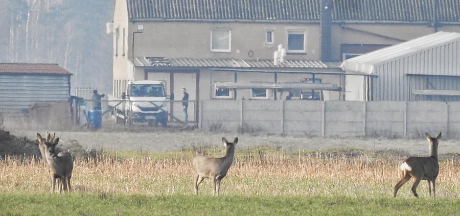 Ciekawskie sarenki trochę bliżej